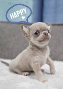 CHIHUAHUA PUPPIES VIP53🌷Head Apple Cute Dog