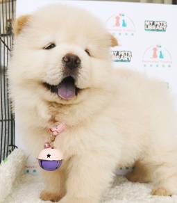 Chow chow