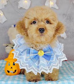 Poodle