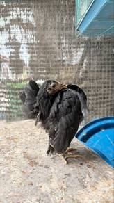 ayam serama