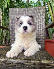 Blue Sable Merle BorderCollie with 2 Blue-Eyed