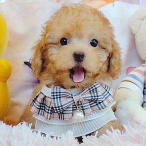 Poodle