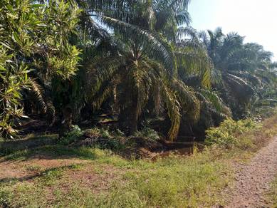 Agricultural Land in Yong Peng, JHR