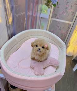 Mini teacup poodle -Girl 