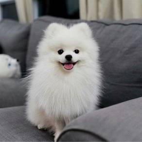 N2820 Angelic Pomeranian fluff thick hair puppy Pu