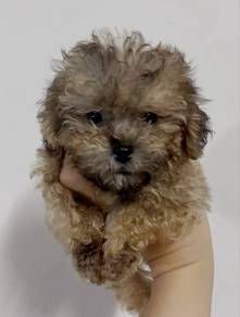 Shipoo puppy