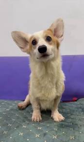 Corgi female rehome 1000