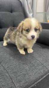 长毛柯基女
LongFur Corgi
Female
F-1
Dob : 02-07-26