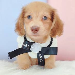 Dachshund