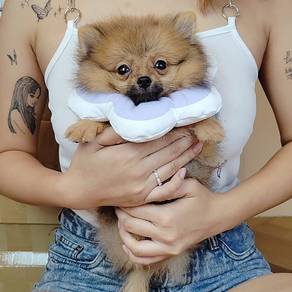 Shih Tzu