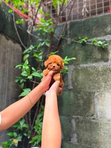 Tiny poodle 