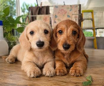daschund mix
