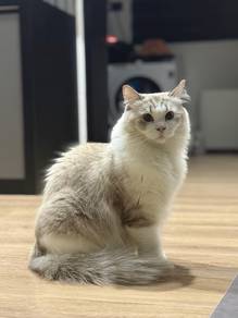 Male Ragdoll with Cert