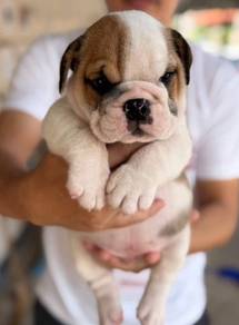 ENGLISH BULLDOG PUPPIES A38 🐻Chubby~ Wrinkles