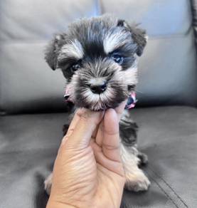 SCHNAUZER MINIATURE PUPPIES X70 🌻 雪纳瑞 Female