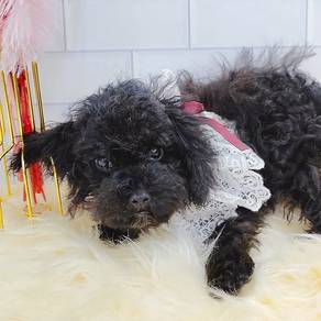 Poodle