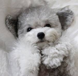 U7975 Trusting Poodle brings endless cuddles, happ