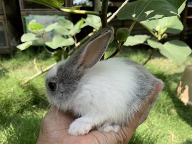 New Zealand White mix American Chincilla