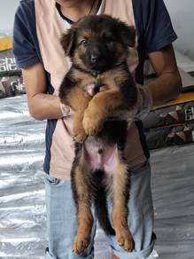 Big Bone German Sherpherd Puppy