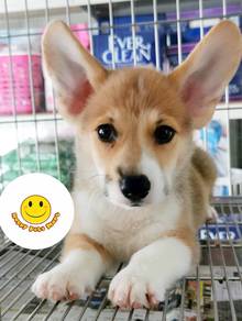 G100 Corgi brown & white haired