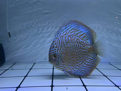female tiger discus