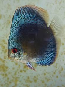 Discus fish - Confirmed female