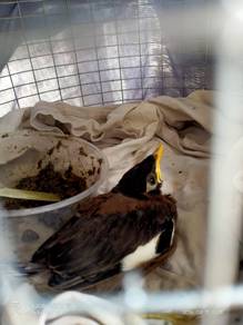 Burung lebar koko