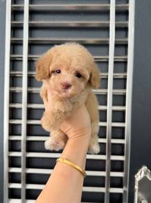 Pure toy poodle puppy