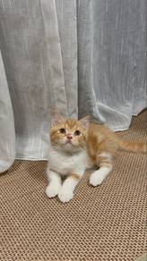Bsh mix scottish