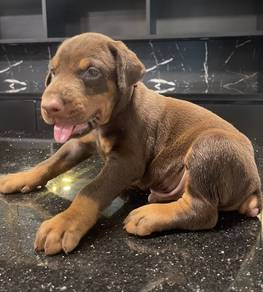DOBERMAN PUPPIES 🐻 H163 Male  Available CERT