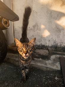 kucing free