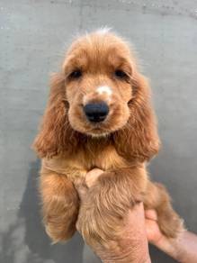 English cocker spaniel 