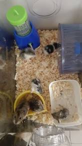 Hamster jual murah2 ja..