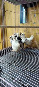 Ayam Serama