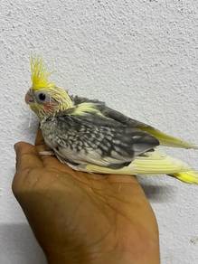 cockatiel