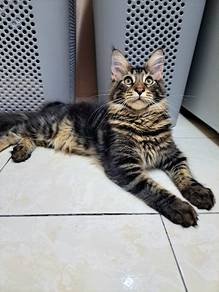 Mainecoon