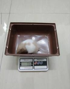 Syrian Hamster Big Bone Lineage Female