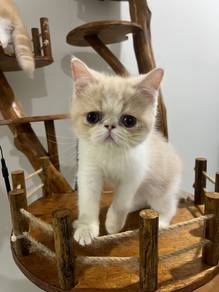 Exotic ShortHair / ESH