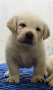 LABRADOR RETRIEVER PUPPIES G68 Good structure