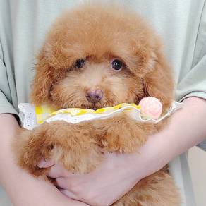 Poodle