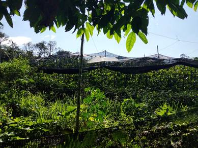 Agricultural Land in Lenggeng, NSN