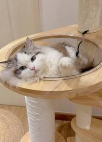 Original Ragdoll cat import from China (Esther)

