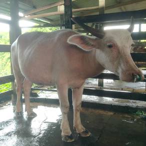 mencari buyer kerbau 
