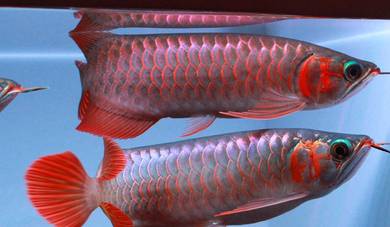 Arowana blood red 5 inch 3a quality-wholesale