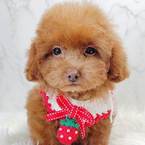 Toy Poodle