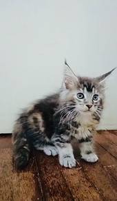 Mainecoon male pure n big size