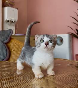 munchkin
