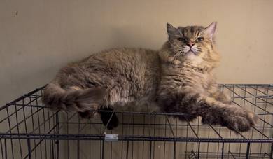 Mainecoon mix Turkish
