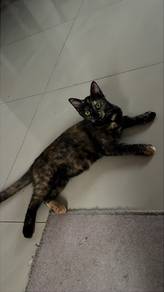 Ichil the tortoiseshell
