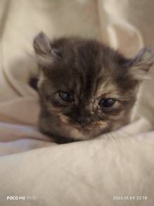 American Tortoiseshell Curl Female 🐱 